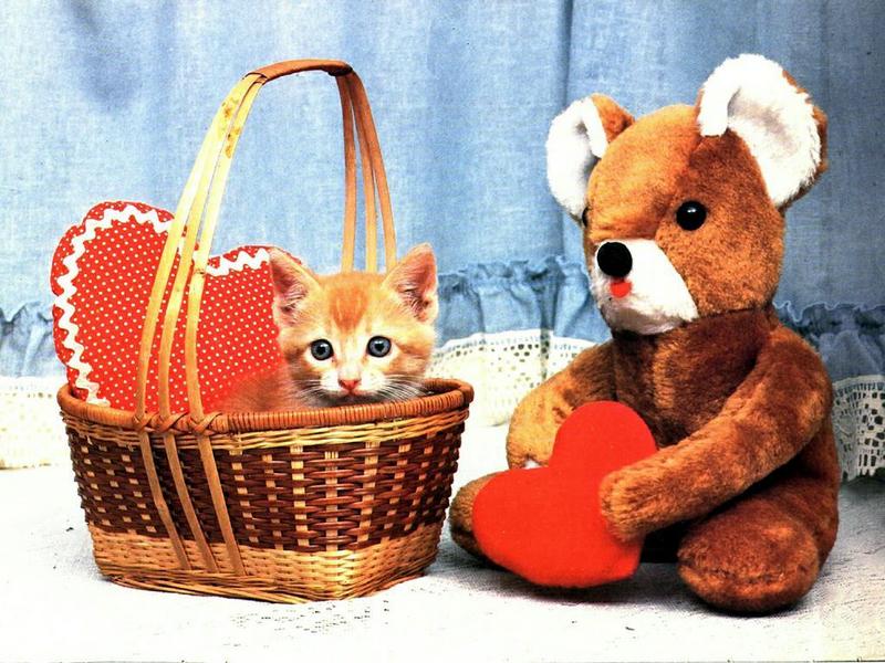 Ouriel - Chat - 0043-Domestic Cat-kitten in basket.jpg