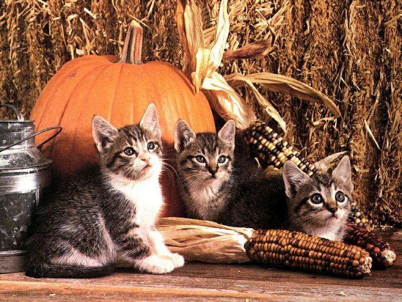 Ouriel - Chat - 0044-Domestic Cats-kittens with pumpkin.jpg