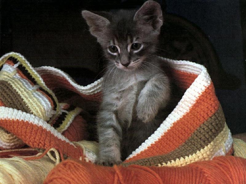 Ouriel - Chat - 0046-Gray Domestic Cat-kitten in cloth.jpg