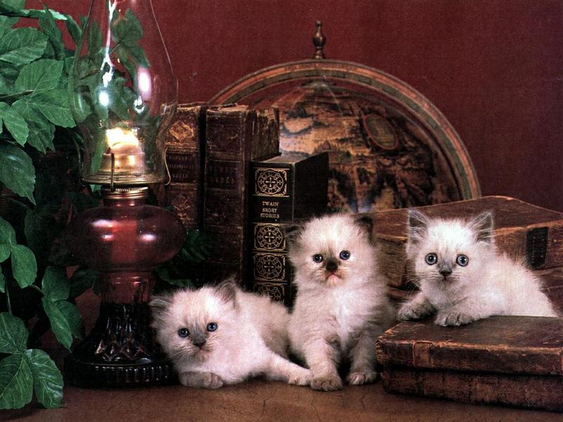 Ouriel - Chat - 0047-Domestic Cats-3 white kittens.jpg