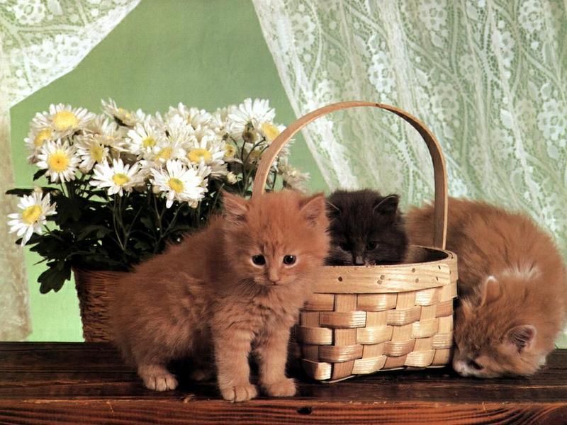 Ouriel - Chat - 0051-Brown Domestic Cats-kittens with basket.jpg