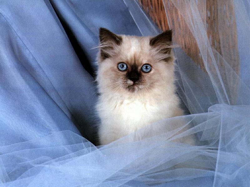 Ouriel - Chat - 0052-Domestic Cat-kitten in blue curtain.jpg