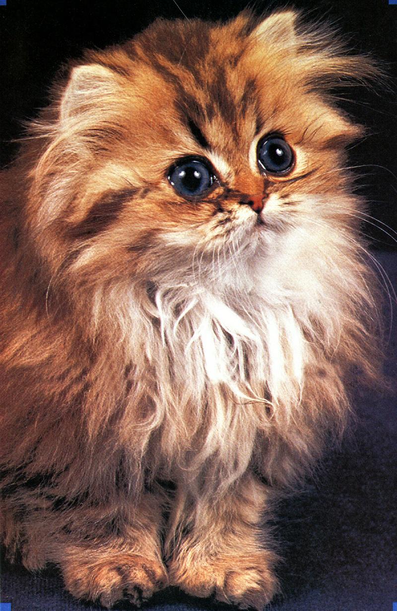 Ouriel - Chat - D001-Domestic Cat-kitten.jpg