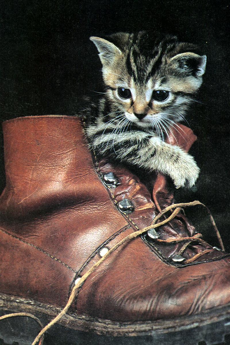 Ouriel - Chat - D002-Domestic Cat-kitten.jpg