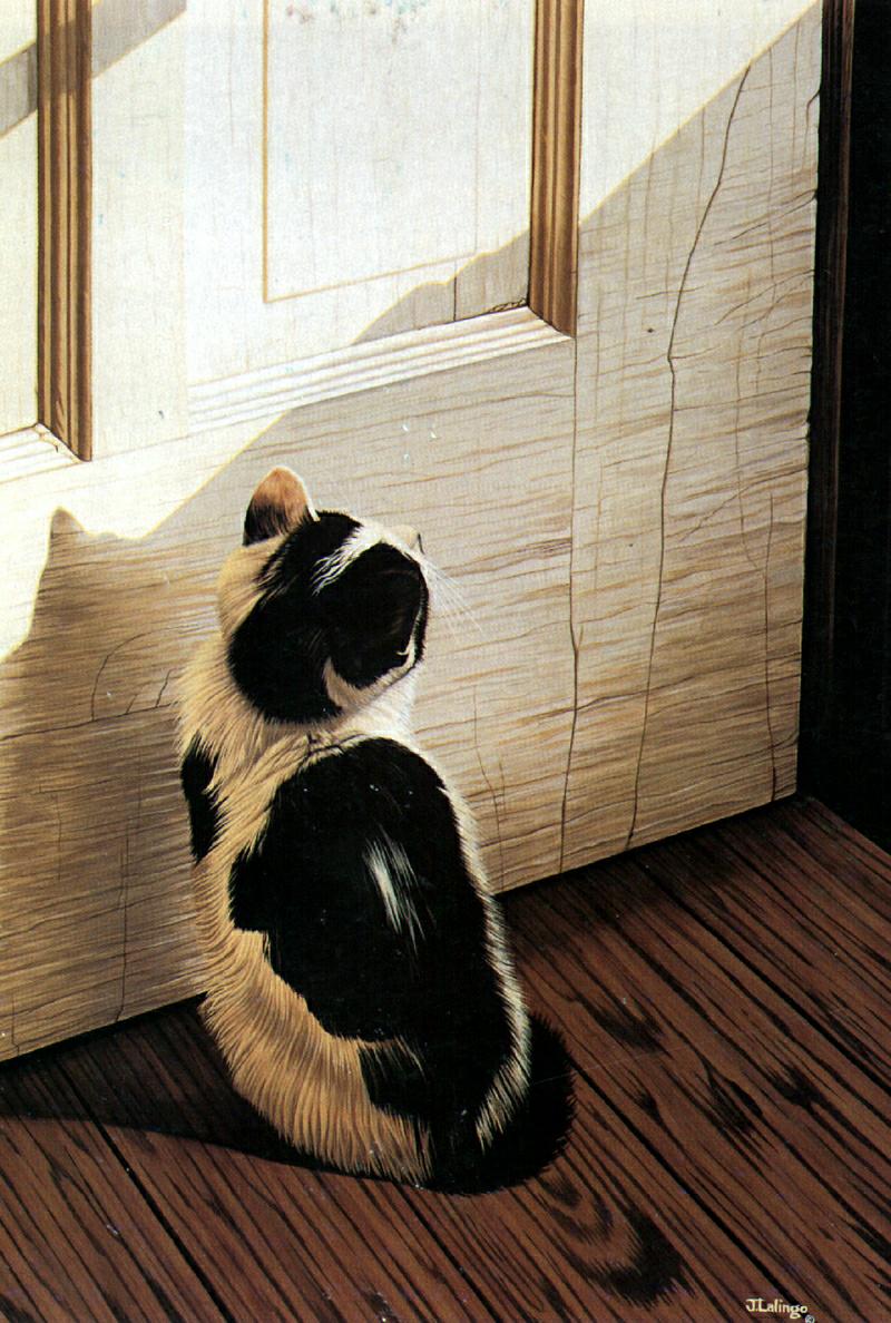 Ouriel - Chat - D003-Domestic Cat-kitten.jpg