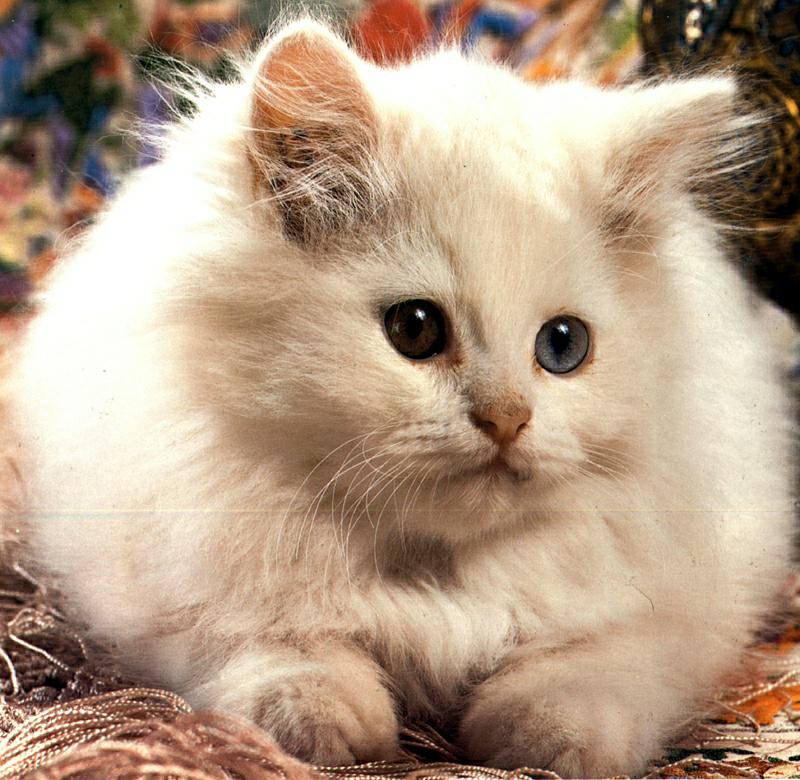 Ouriel - Chat - D004-Domestic Cat-kitten.jpg