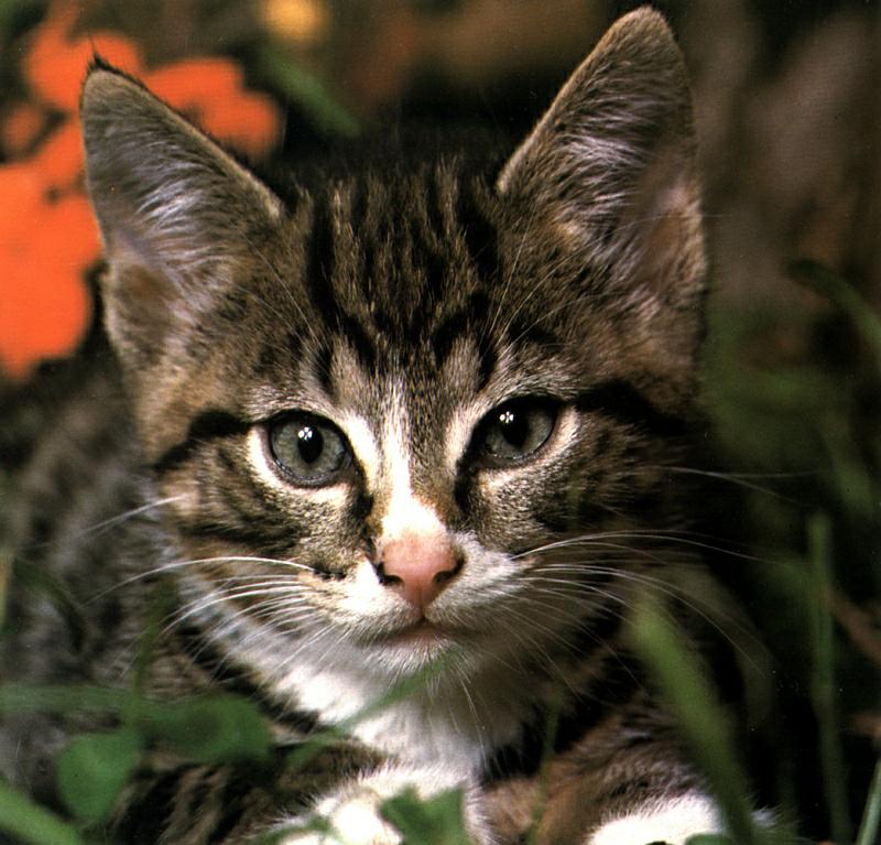 Ouriel - Chat - D005-Domestic Cat-kitten.jpg
