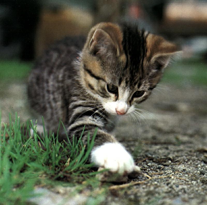 Ouriel - Chat - D008-Domestic Cat-kitten.jpg