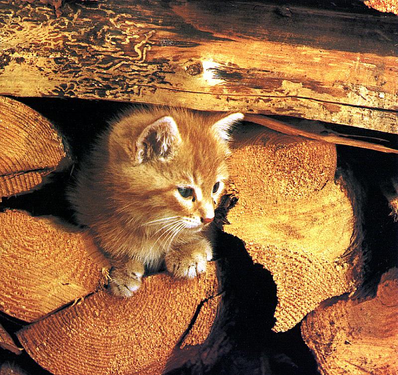 Ouriel - Chat - D010-Domestic Cat-kitten under logs.jpg