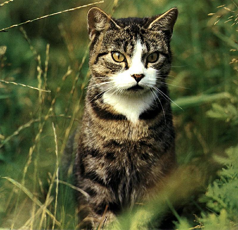 Ouriel - Chat - D013-Domestic Cat-kitten in bush.jpg