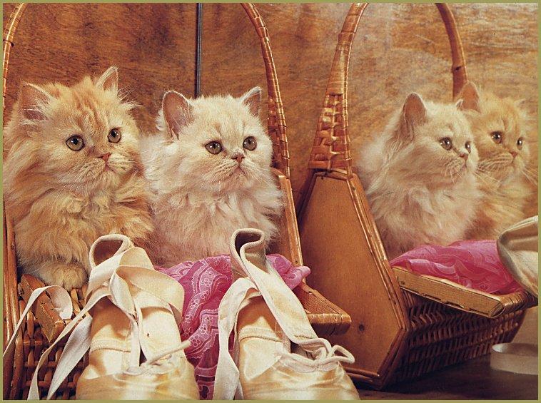 Pussy1-3 White House Cat Kittens-In Baskets.jpg