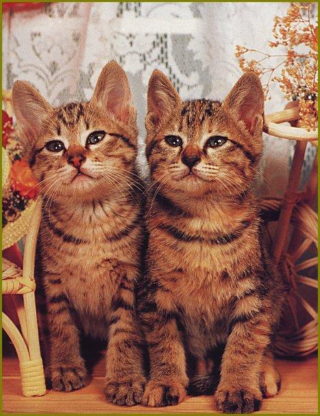 Pussy3-Dual House Cat Kittens.jpg