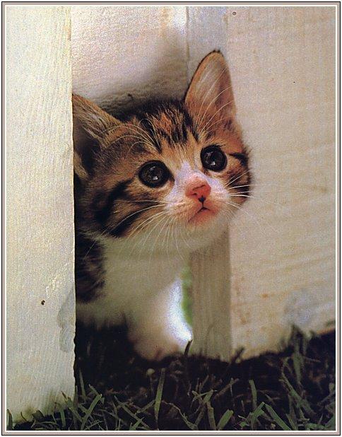 Pussy6-House Cat Kitten-Baby-In Curiosity.jpg