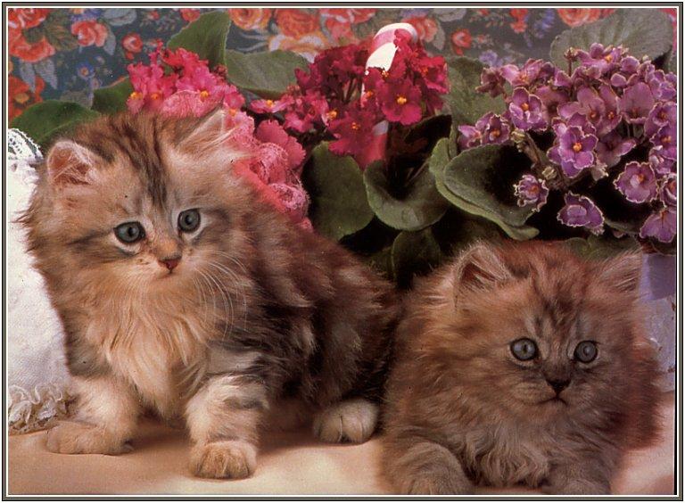 Pussy7-House Cat Kittens.jpg
