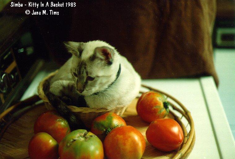 Simba - kitty in a basket 1-House Cat Kitten.jpg