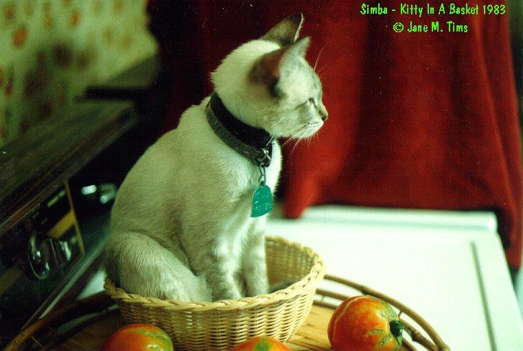 Simba - kitty in a basket 2-House Cat Kitten.jpg