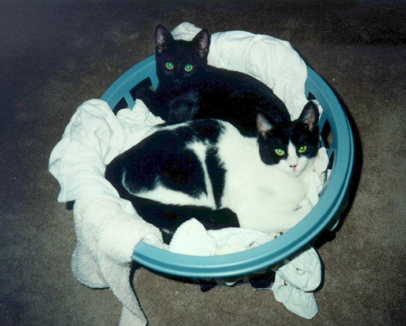 THE BOYS4-Chester and Colby-House Cat Kittens.jpg