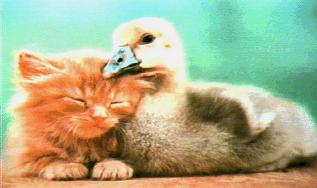 DUCK CAT-Duckling n sleepy HouseCatKitten.jpg