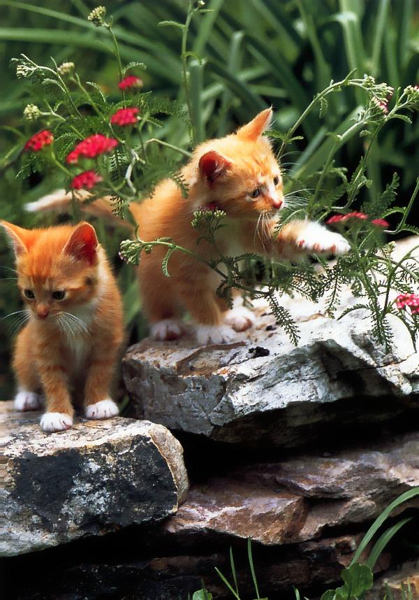 p-dc-21-Brown Domestic Cat Kittens.jpg