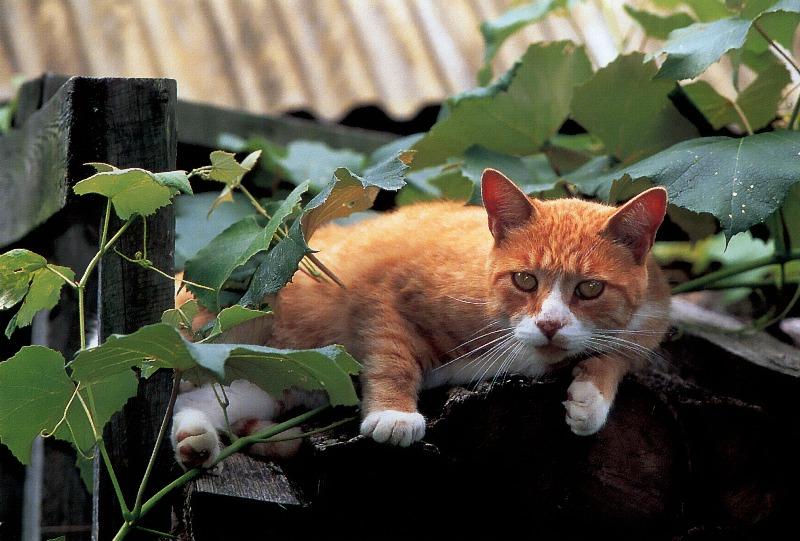 p-dc-31-Brown-and-white Domestic Cat.jpg