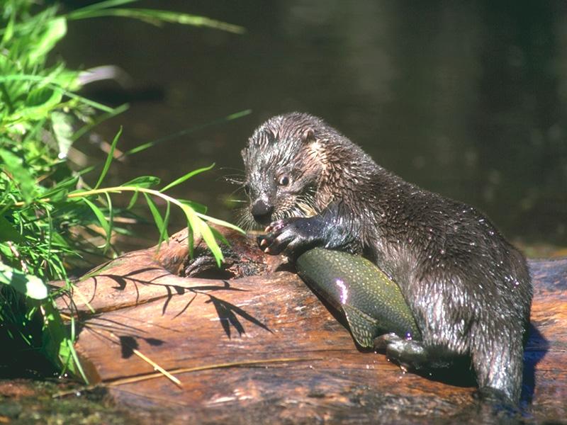 American River Otter 00-Eating brook trout.jpg