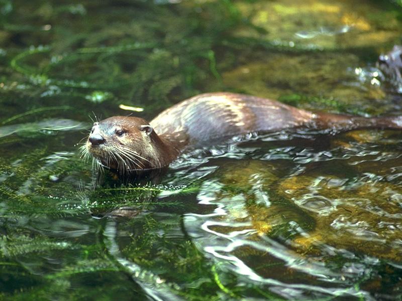 American River Otter 01-Swimming.jpg