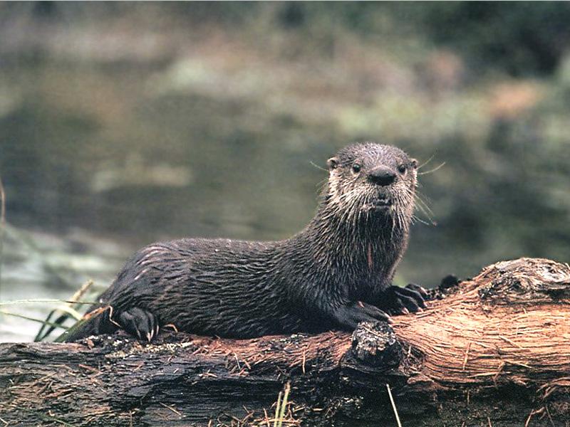 American River Otter 05-Portrait on log.jpg