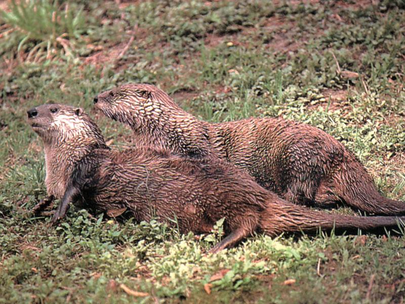 American River Otter 07-2Otters wet on grass.jpg