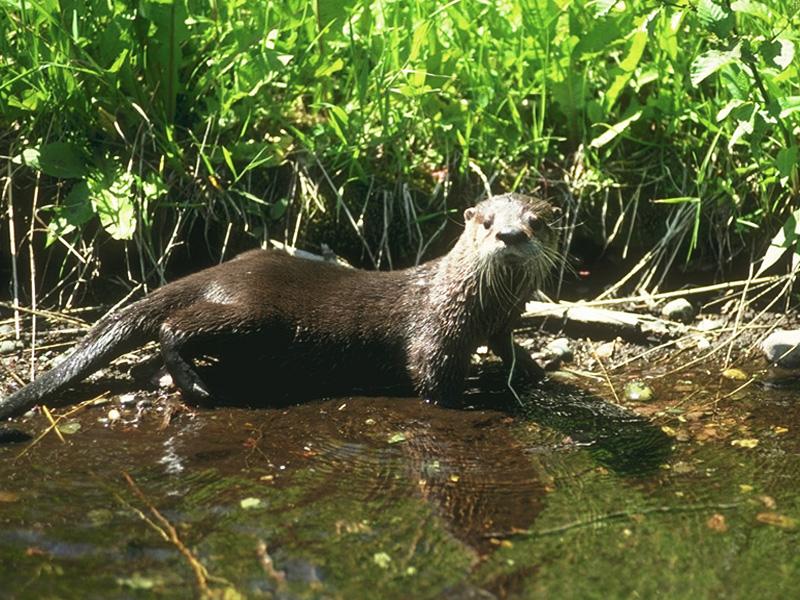 American River Otter 08-By the water-Portrait.jpg