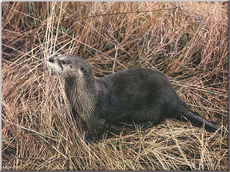 American River Otter 17-On weed bank.JPG