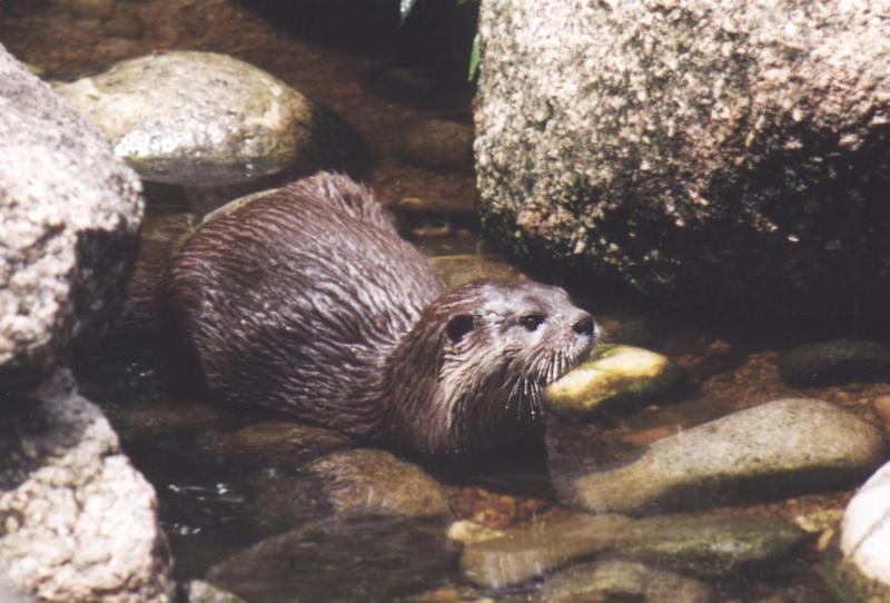 American River Otter in rocky stream.jpg