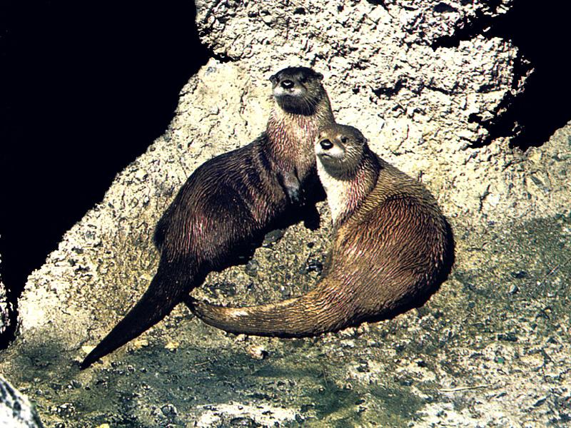 American River Otters 03-Pair-On Rock.jpg