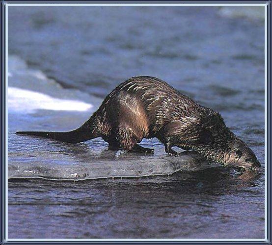 River Otter 02-On Ice Plate.jpg