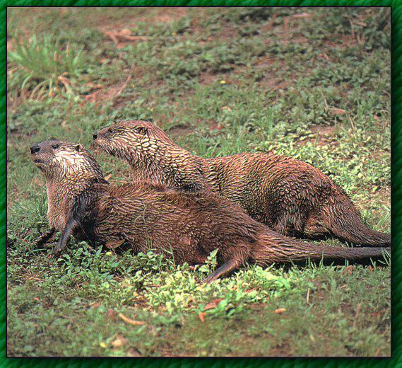 River Otter 03-2Adults On Grassfield.jpg