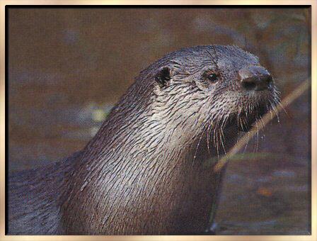 River Otter 04-Face Closeup.jpg