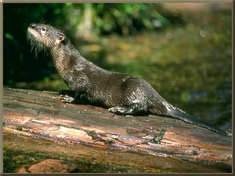River Otter 10.jpg