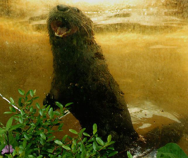 River Otter-Andre.jpg