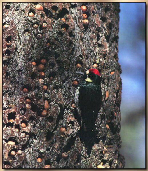 Acorn Woodpecker 01.jpg