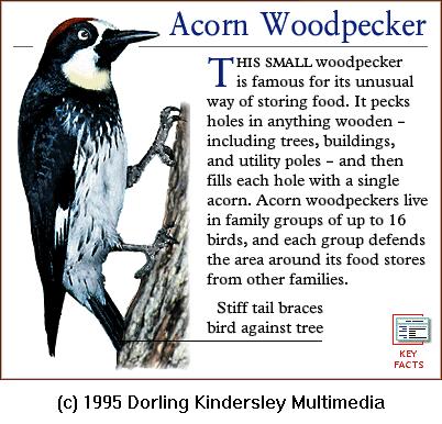 DKMMNature-Acorn Woodpecker.gif