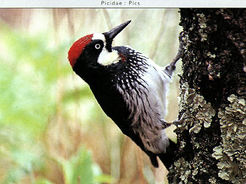 Ds-Oiseau 029-Acorn Woodpecker.jpg