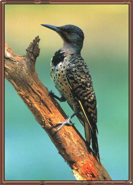 Yellow-shafted Flicker 01-On Branch-During Migration.jpg