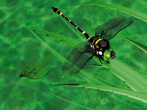 art012-Dragonfly-on leaf.jpg