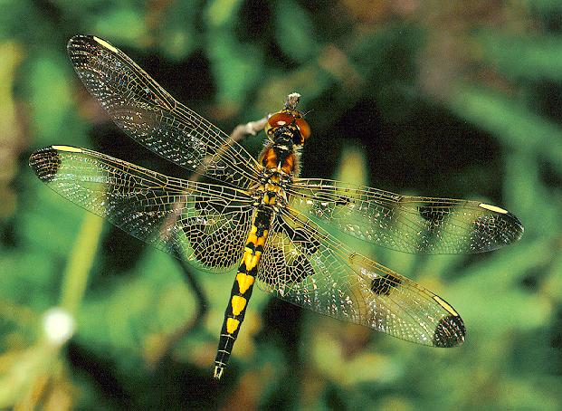dragonfly1-Yellow-banded.jpg