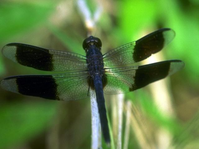 dragonfly09-closeup.jpg