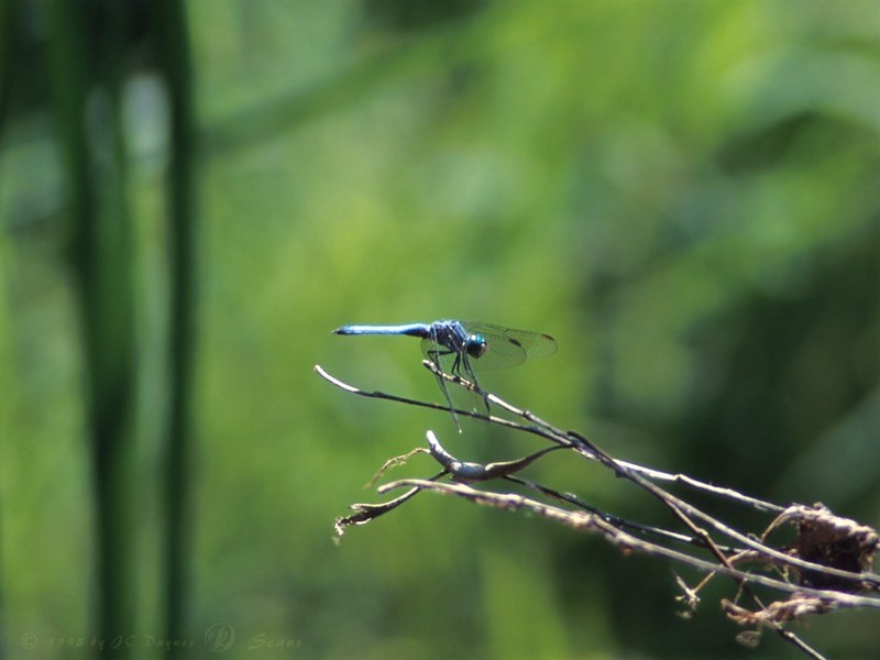 Drgnfly2-Blue Dragonfly-on branch.jpg