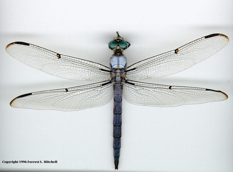 Libelle1-Dragonfly.jpg