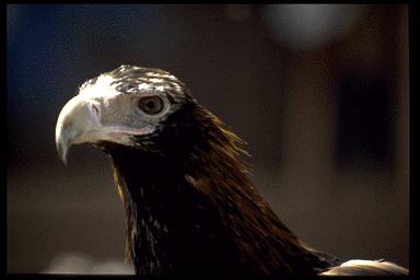 P054 082-Wedge-tailed Eagle-face closeup.jpg