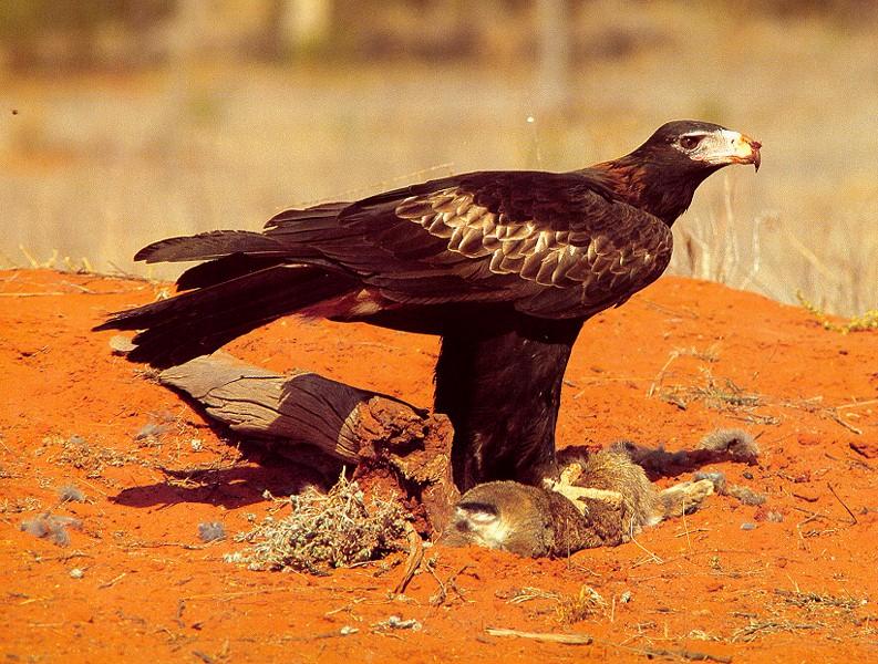 Wedge-tailed Eagle-on prey.jpg