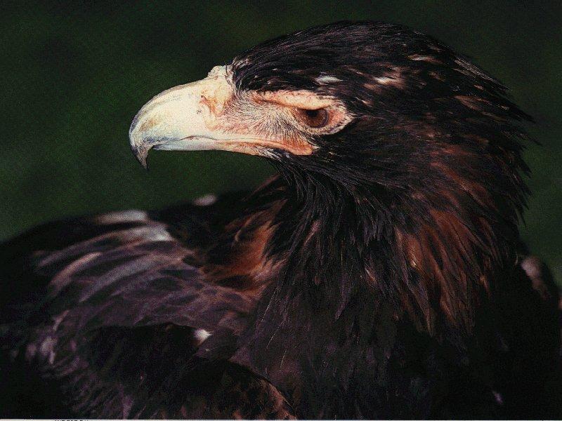 Wedge-tailed Eagle Cherpy-Face Closeup.jpg