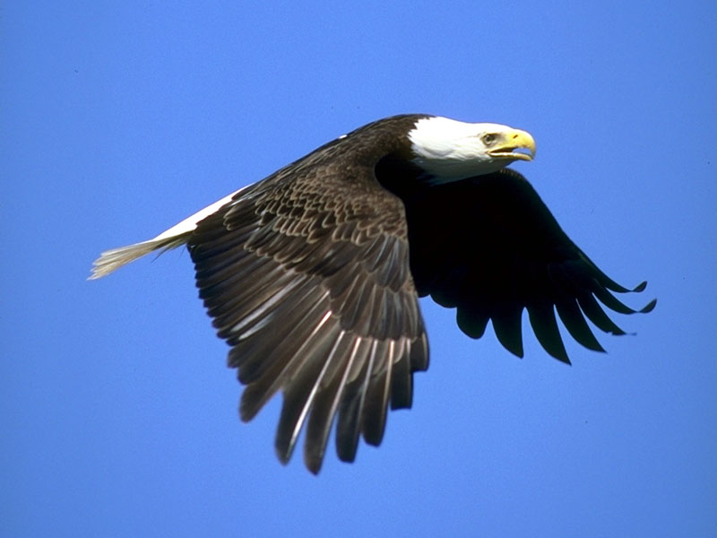 173000-Bald Eagle in flight.jpg